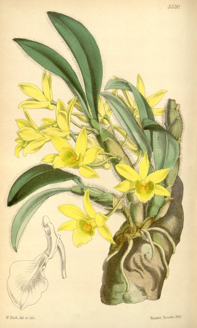 Illustration von Dendrobium senile von Walter Hood Fitch
